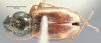 Media type: image;   Entomology 5531 Aspect: habitus dorsal view